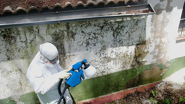 Top rated local Attic Mold Remediation specialists in Glen Ellyn, IL